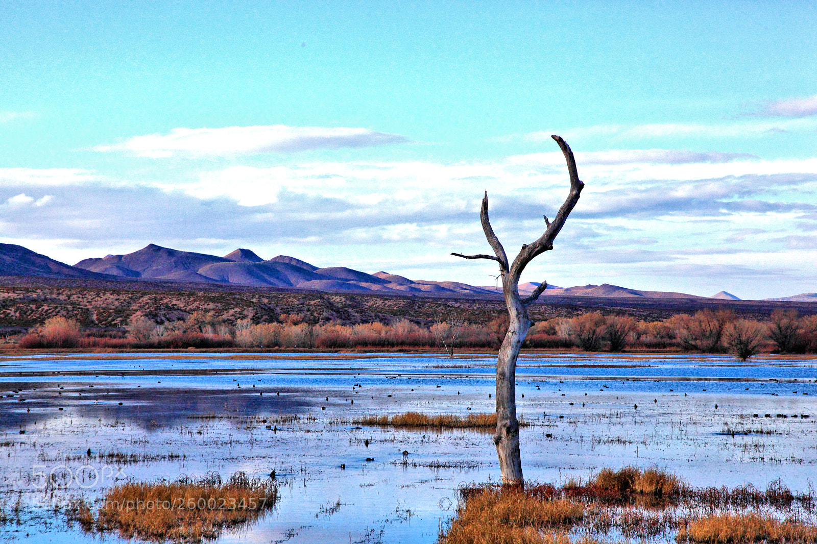 Canon EOS 5D Mark II sample photo. Bosquedel photography