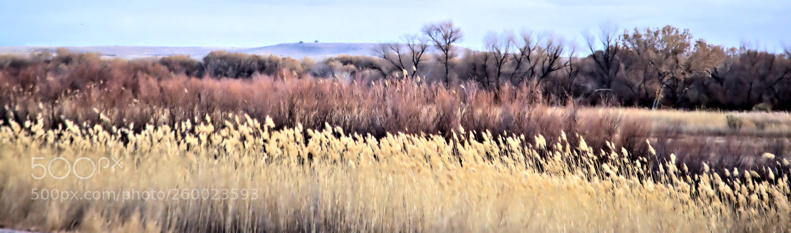 Canon EOS 5D Mark II sample photo. Bosquedelmm photography