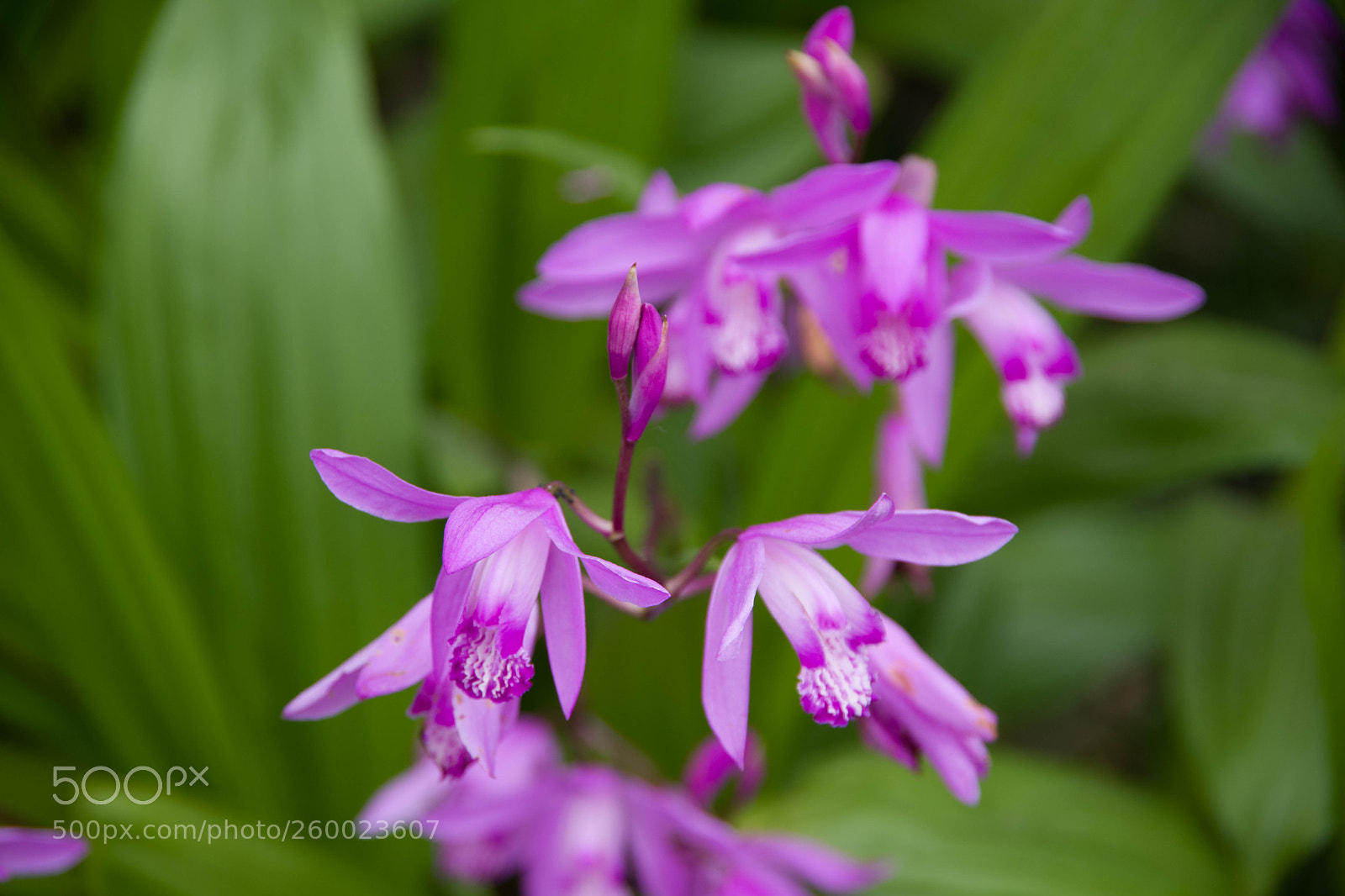 Pentax K-70 sample photo. Flower - minh photography