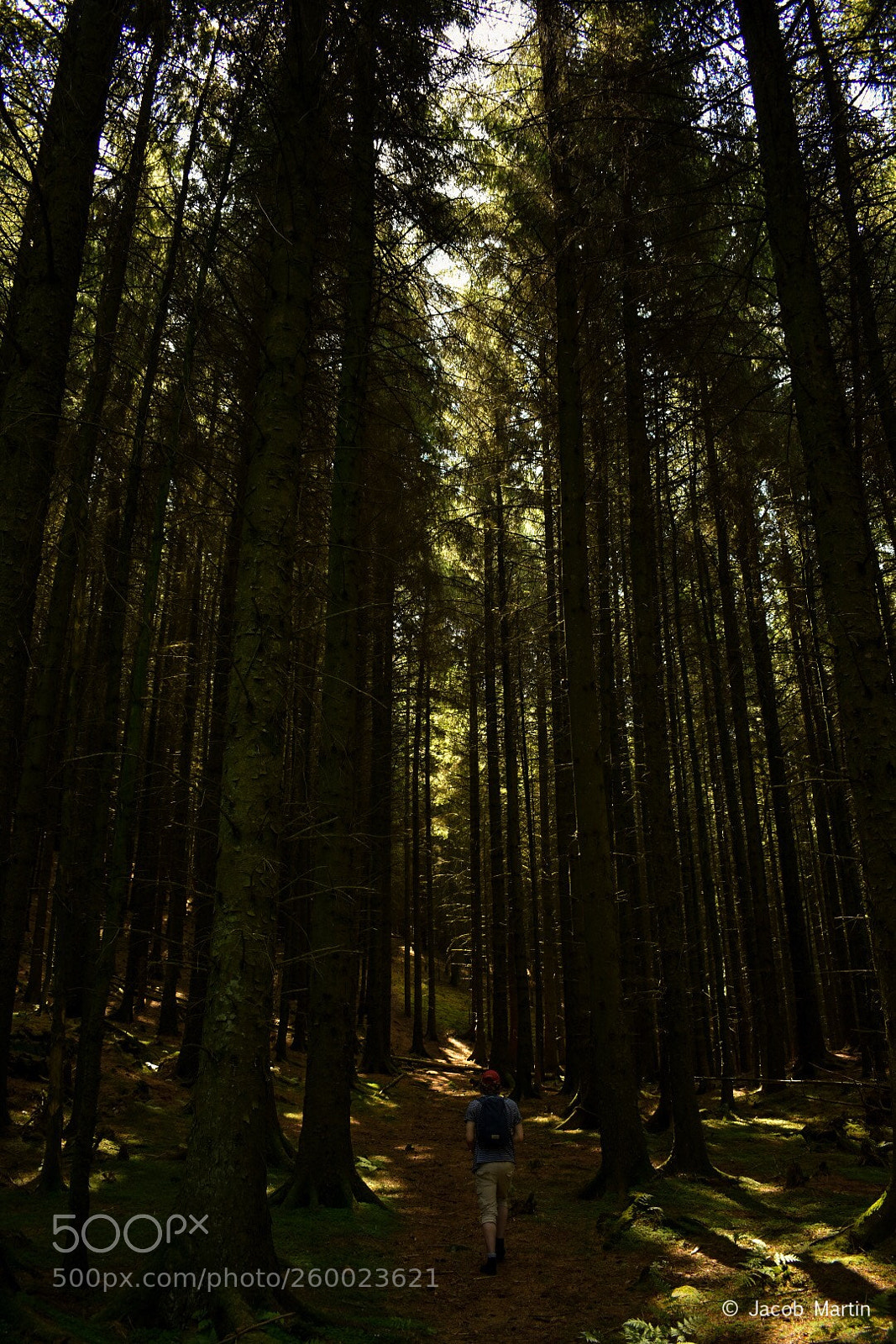 Nikon D3400 sample photo. Lost in the woods photography