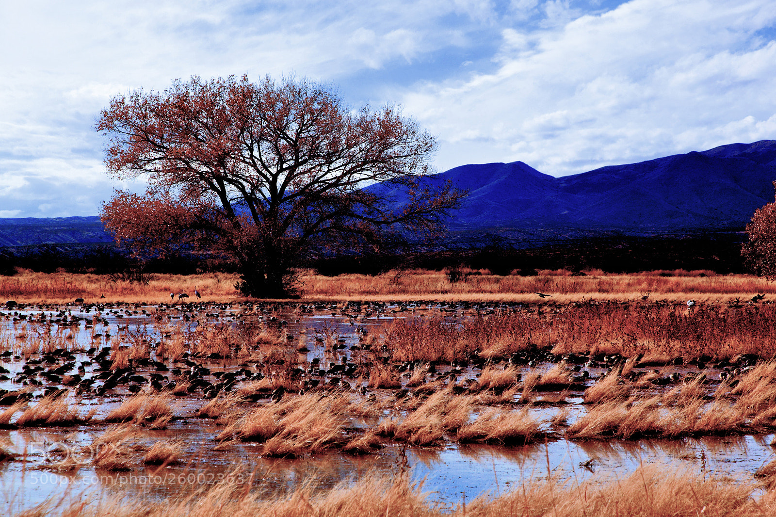 Canon EOS 5D Mark II sample photo. Bosquedelm photography