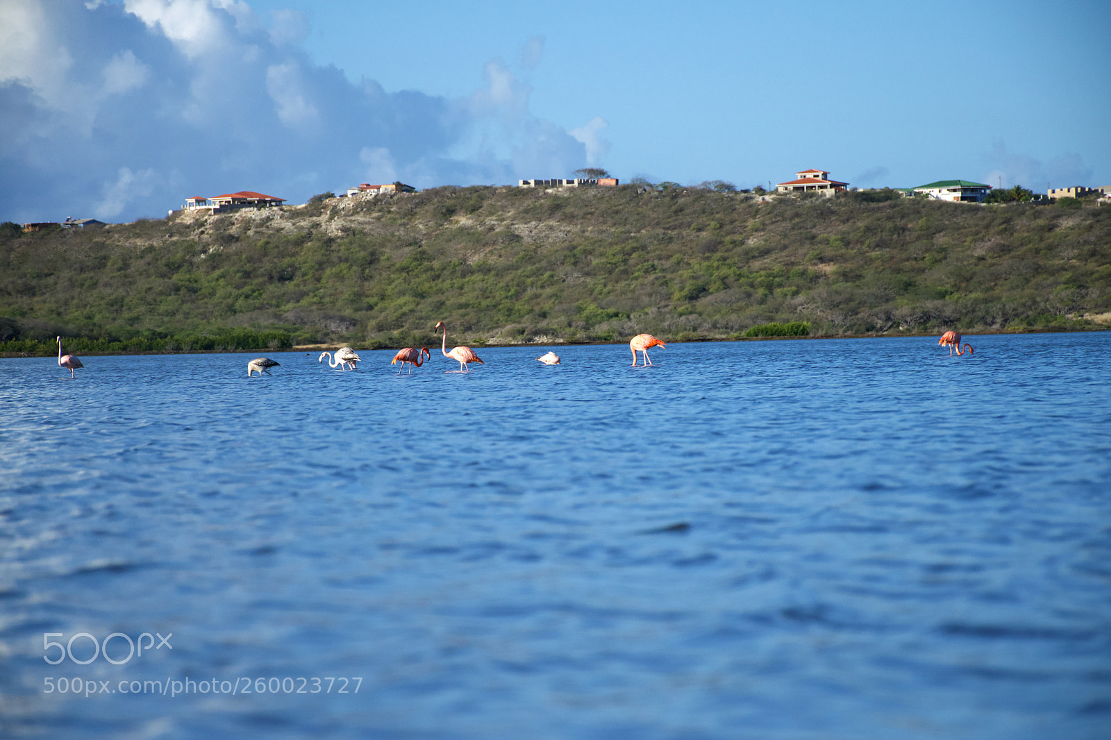 Nikon D5600 sample photo. Flamingo photography