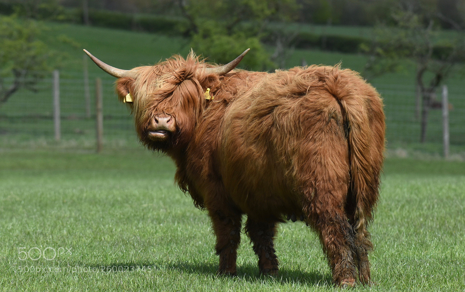 Nikon D7200 sample photo. Highland cattle - big photography