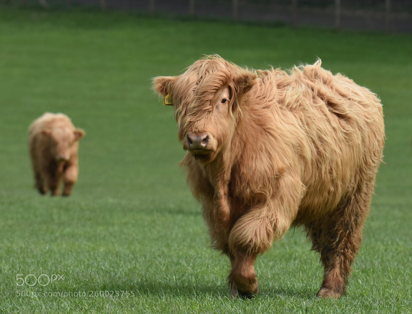 Nikon D7200 sample photo. Highland cattle - feed photography