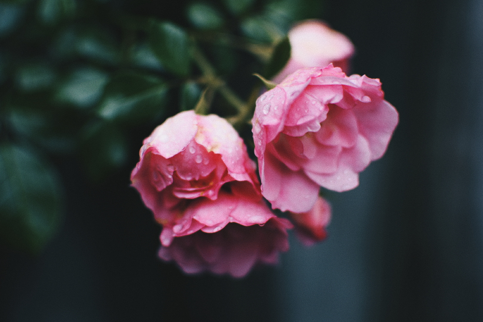 Nikon AF-S DX Nikkor 35mm F1.8G sample photo. One of those rainy days photography