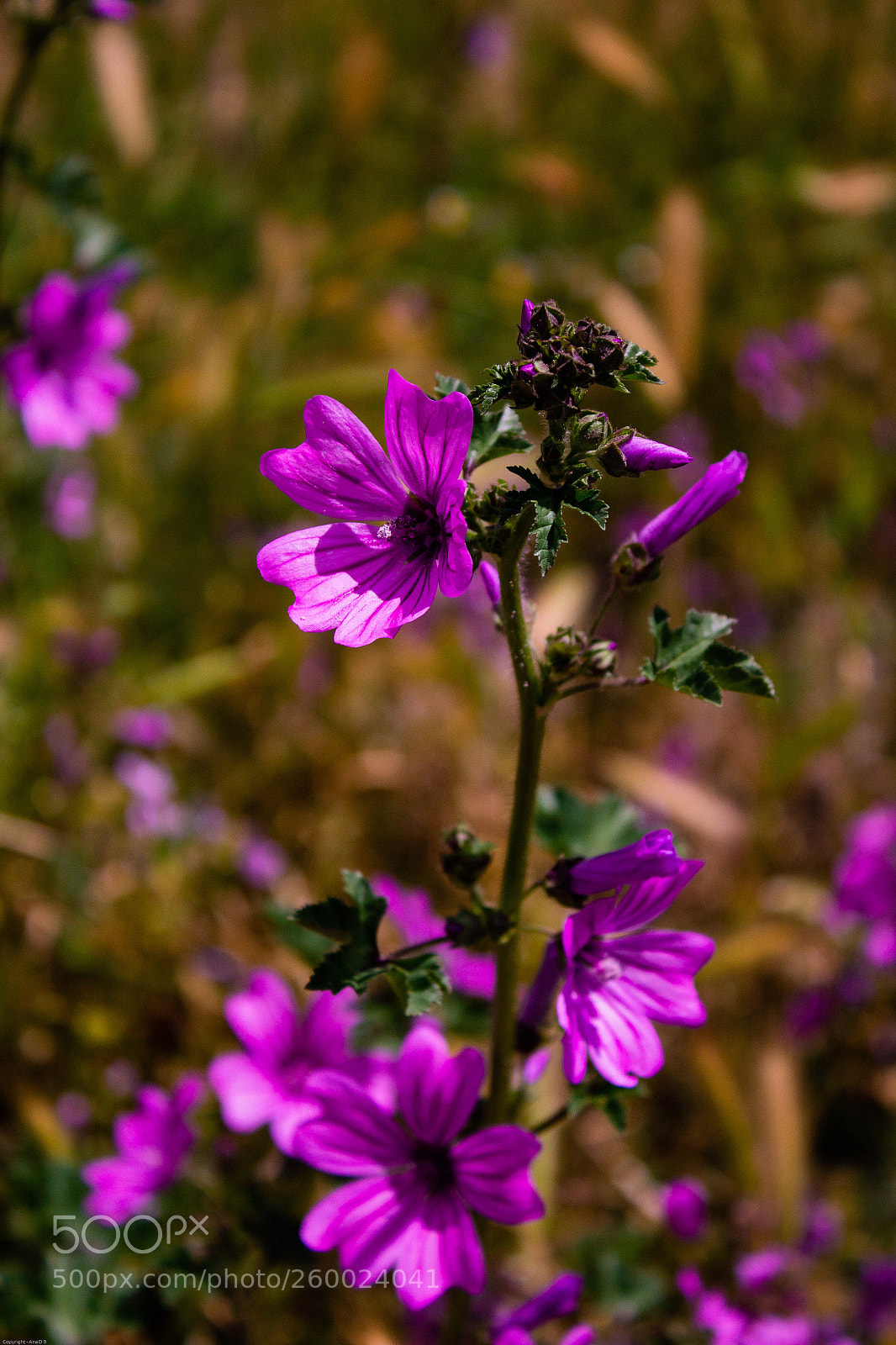 Canon EOS 1200D (EOS Rebel T5 / EOS Kiss X70 / EOS Hi) sample photo. Flower photography