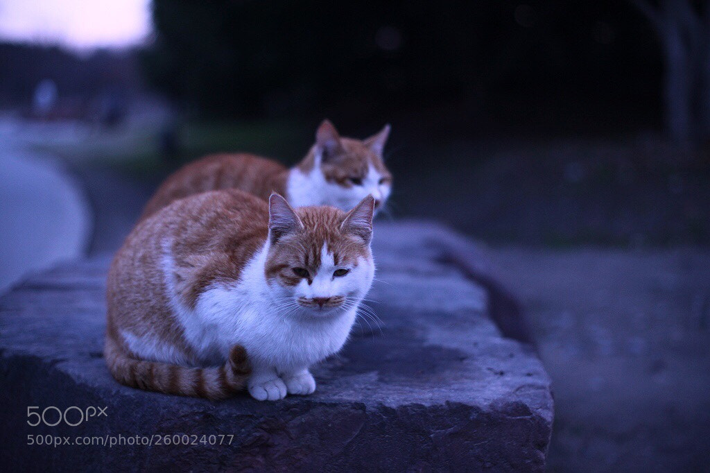 Canon EOS 5D Mark II sample photo. Untitled photography