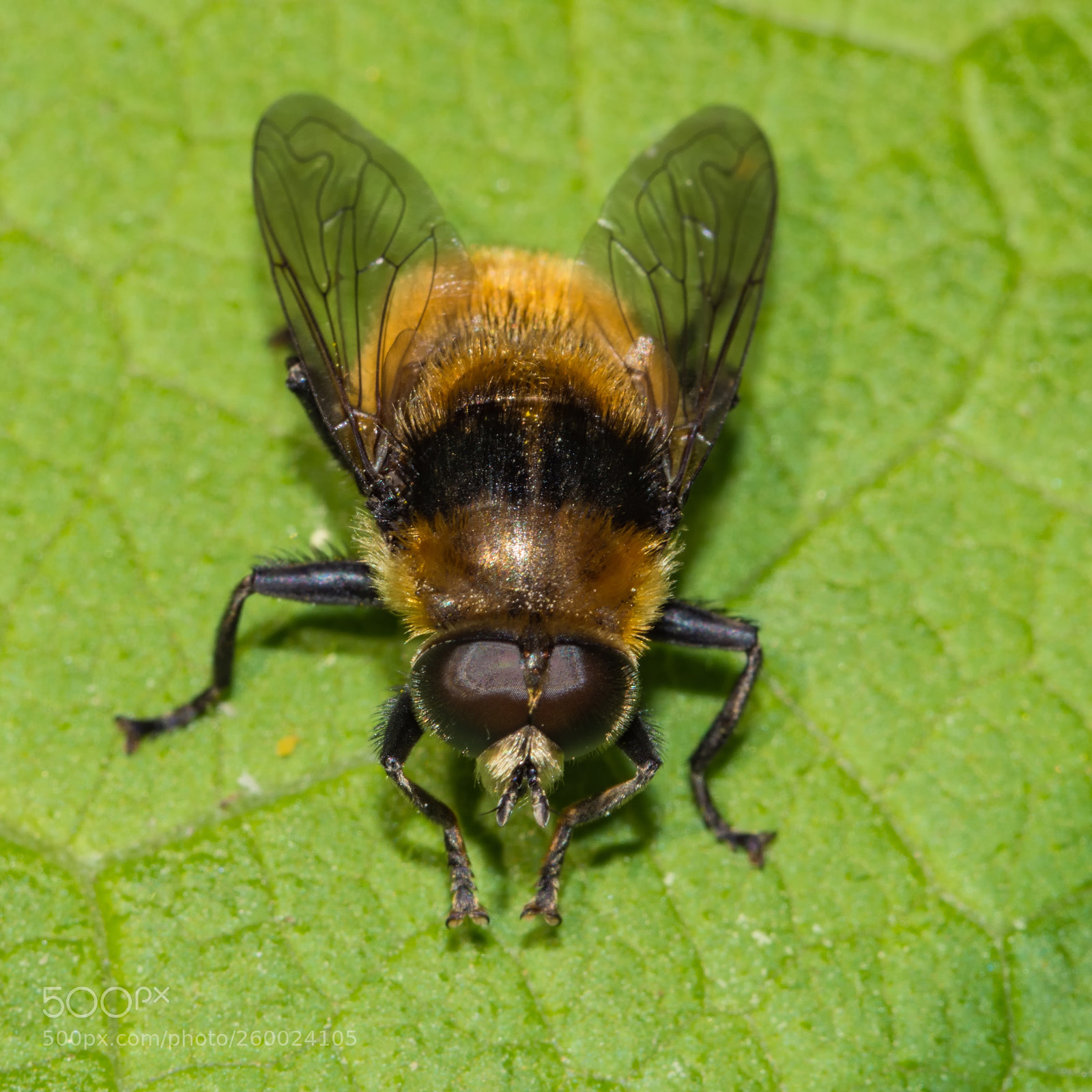 Nikon D7200 sample photo. Bee fly photography