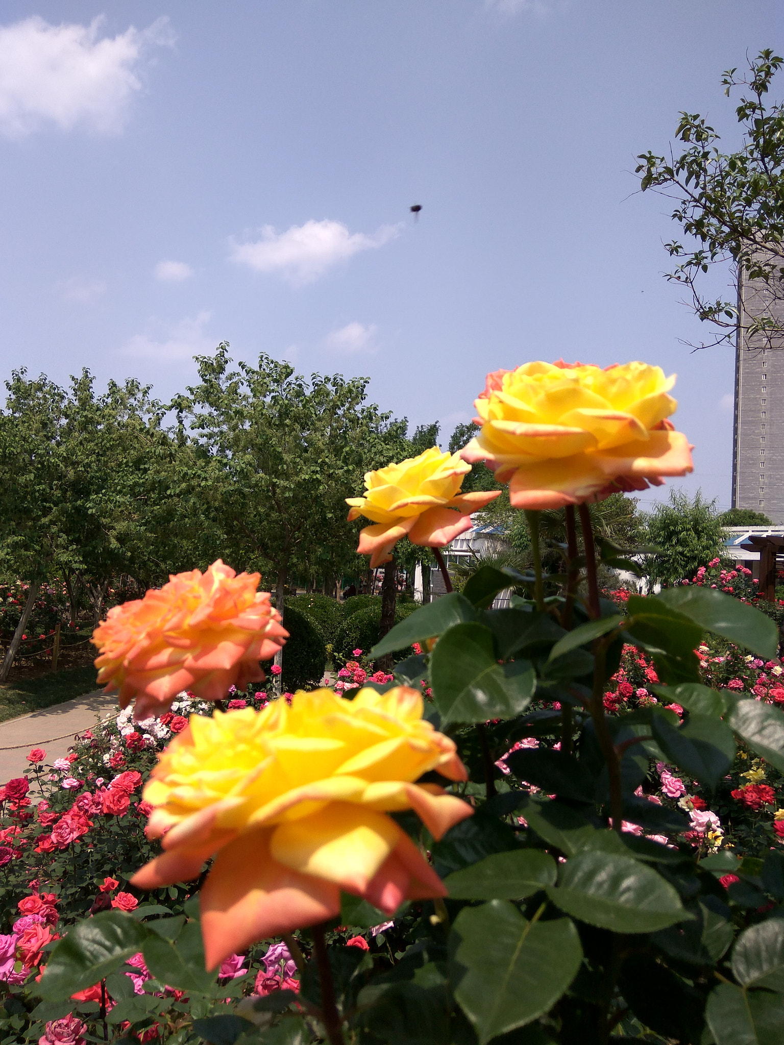 Xiaomi Redmi Note3 sample photo