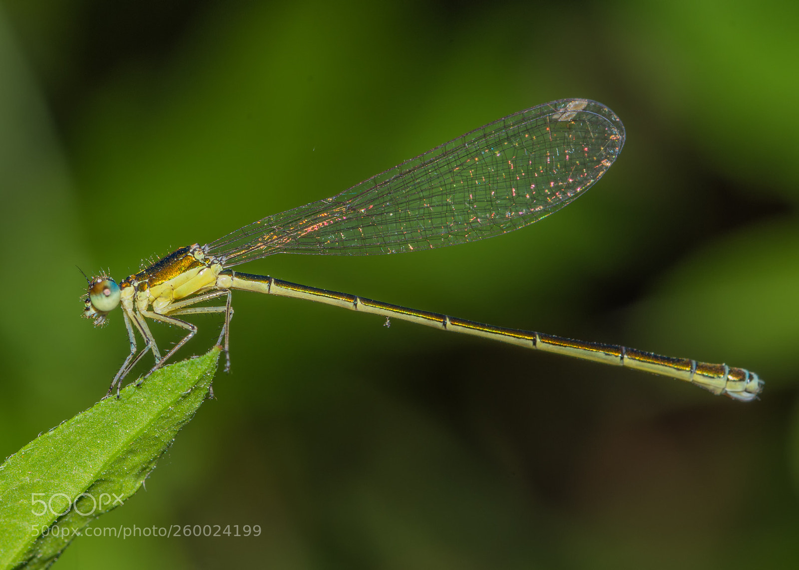 Nikon D7200 sample photo. Sedge sprite photography
