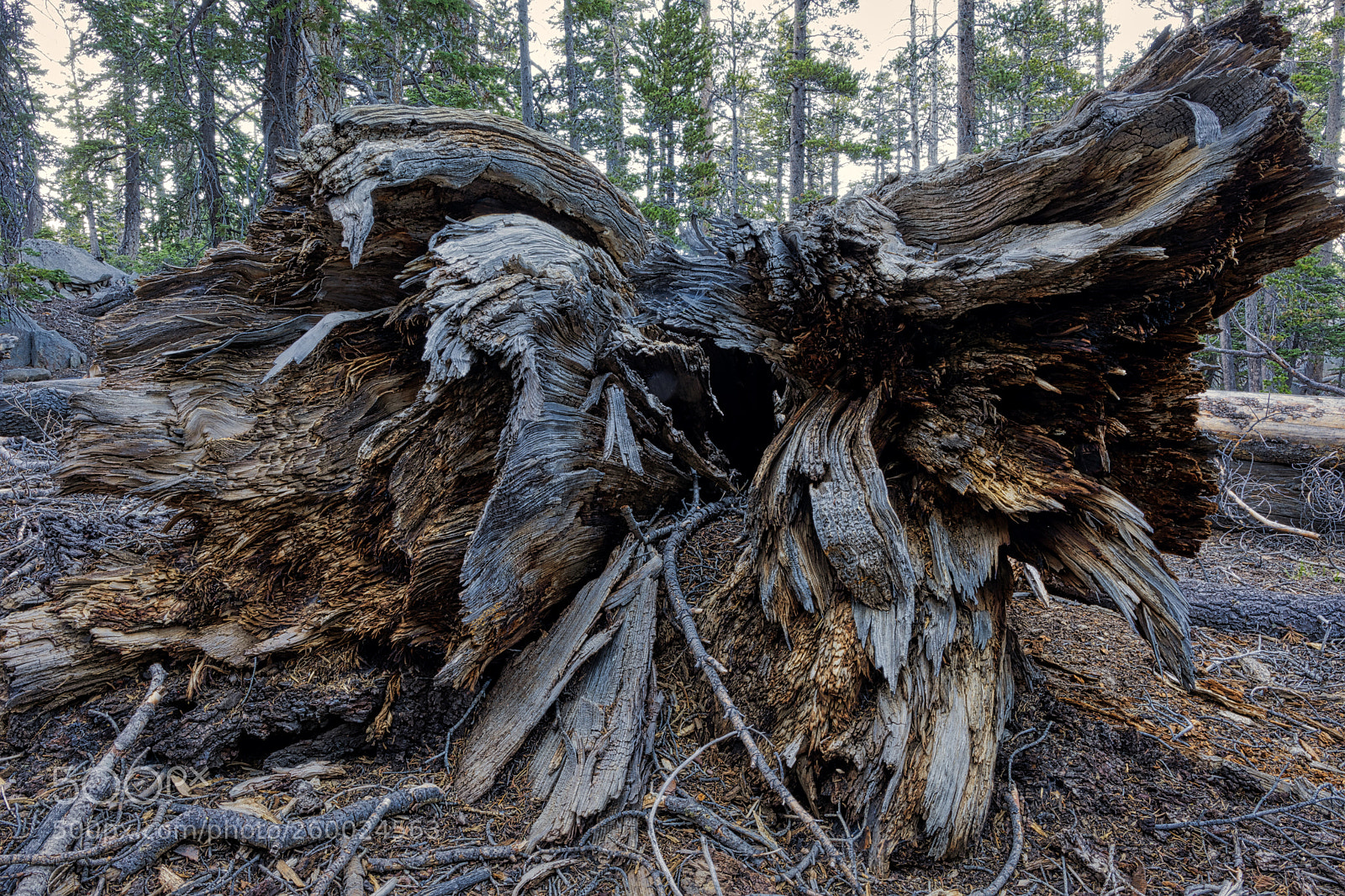 Canon EOS 5D Mark IV sample photo. Fallen photography