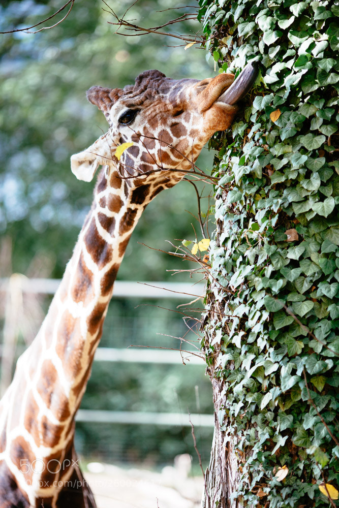 Canon EOS-1Ds Mark II sample photo. Reticulated giraffe photography