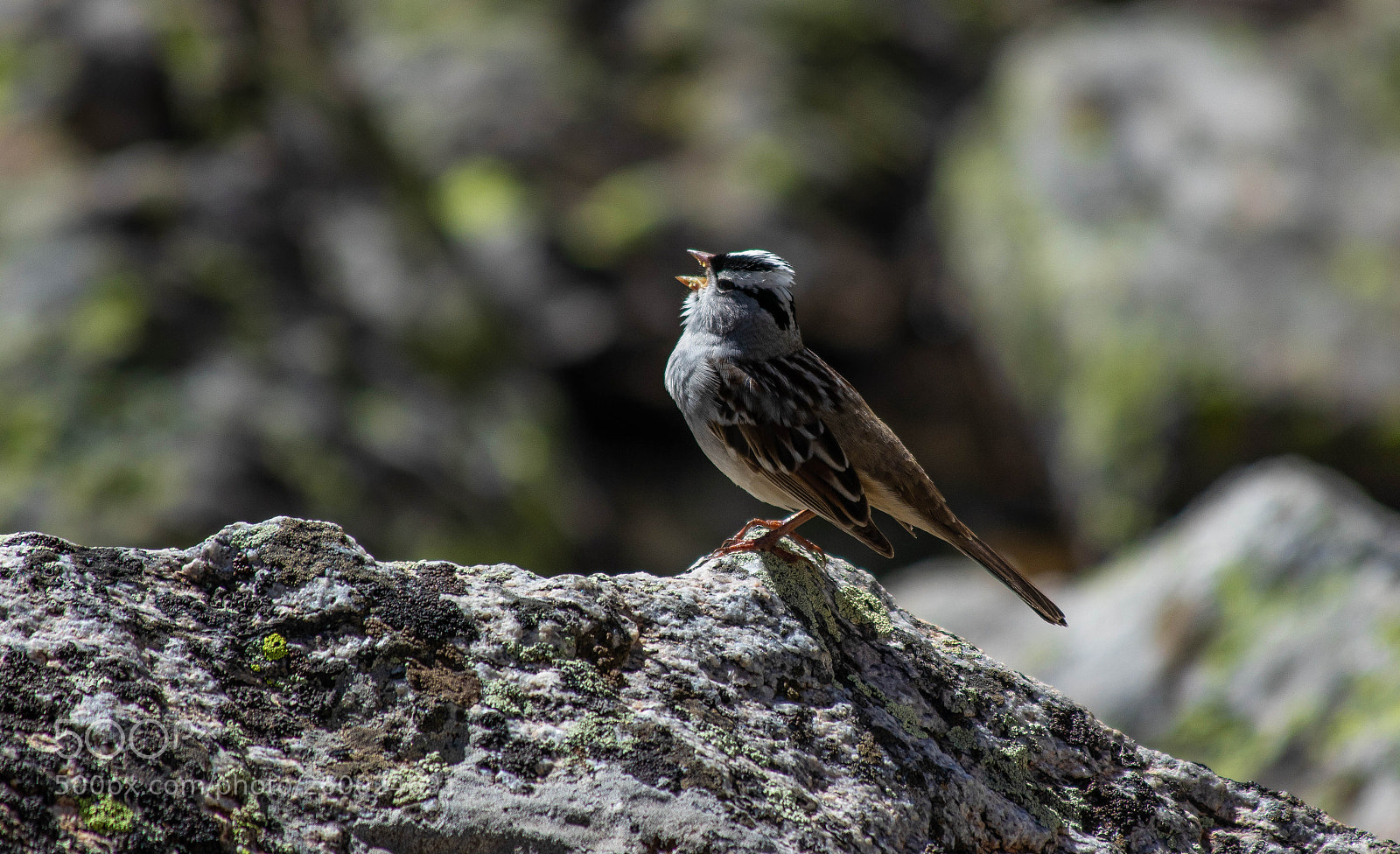 Canon EOS 80D sample photo. Bird chirping in rocky photography