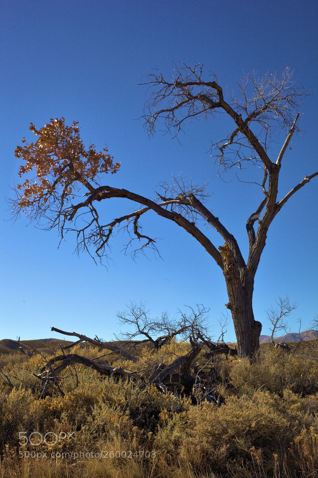 Canon EOS 5D Mark II sample photo. Mg photography