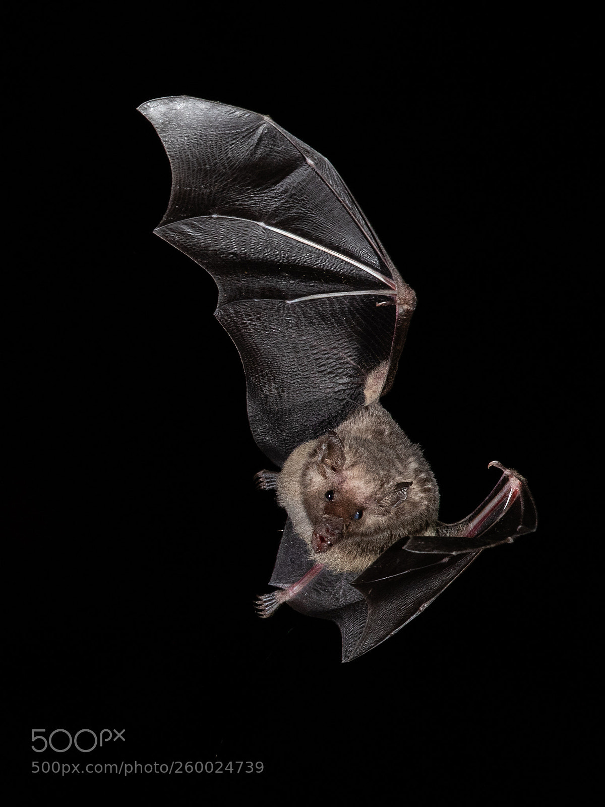 Canon EOS-1D X Mark II sample photo. Bat photography