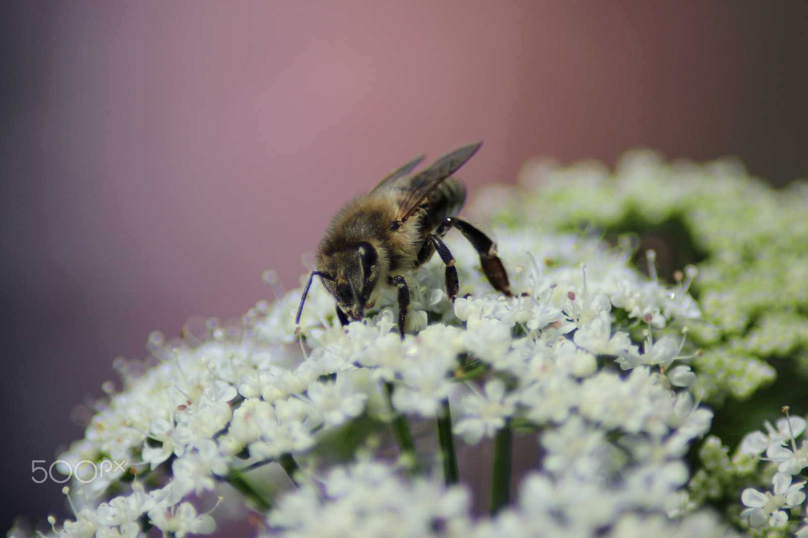 Canon EOS 600D (Rebel EOS T3i / EOS Kiss X5) sample photo. Bee close-up photography