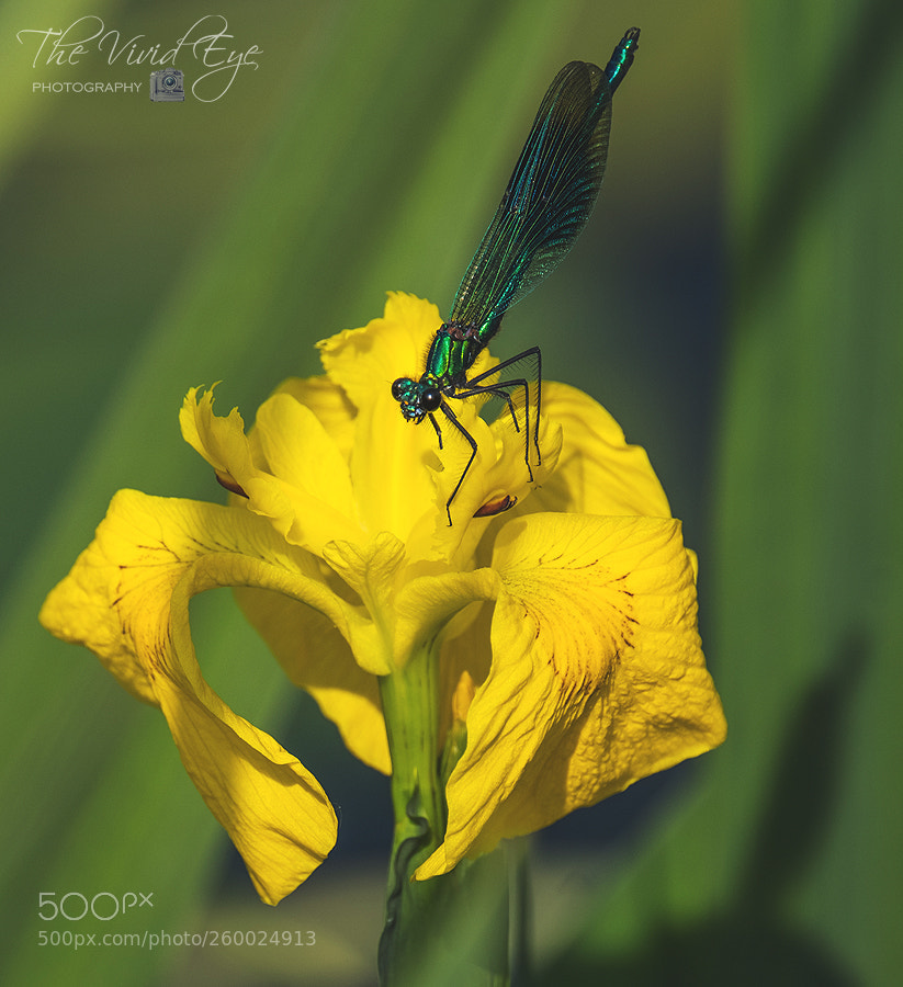 Fujifilm X-T2 sample photo. Damselfly photography