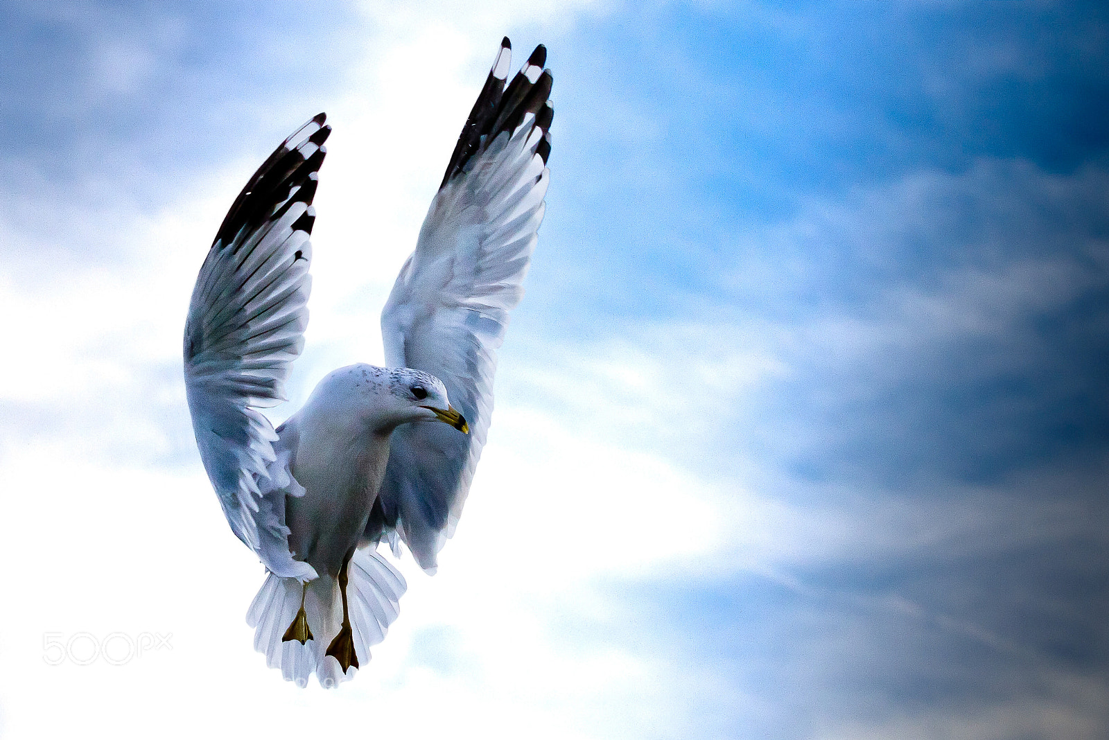 Canon EOS 7D sample photo. Angels ii photography