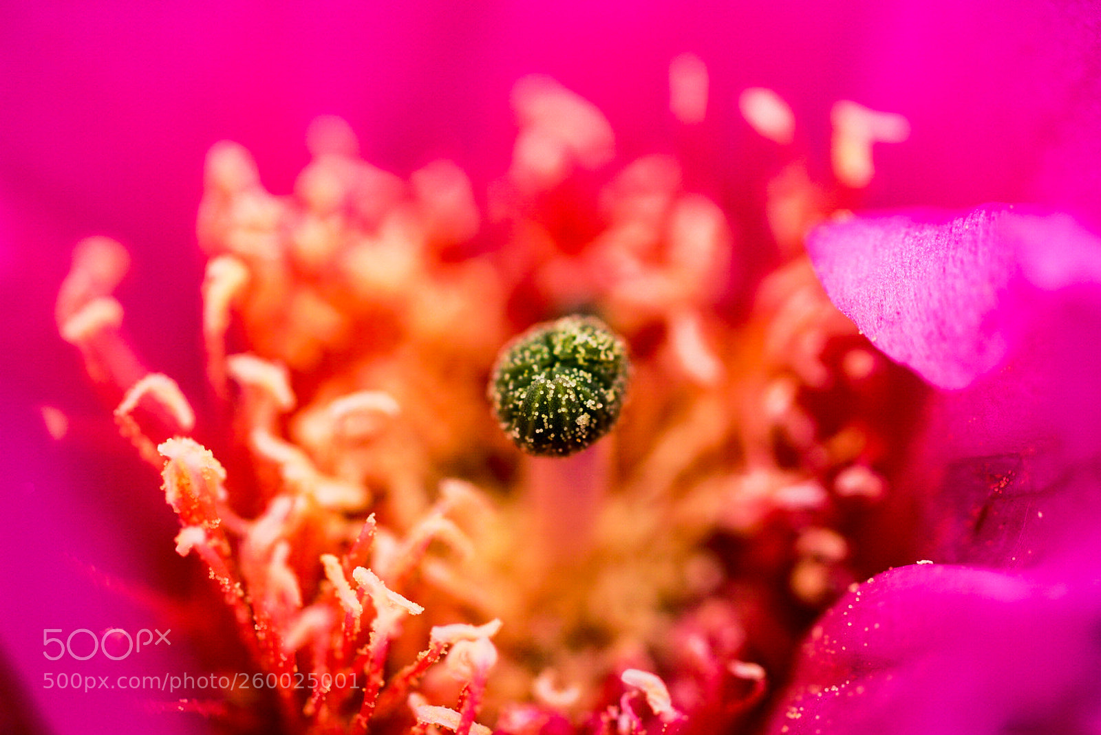 Sony a6000 sample photo. Cactus blossom photography