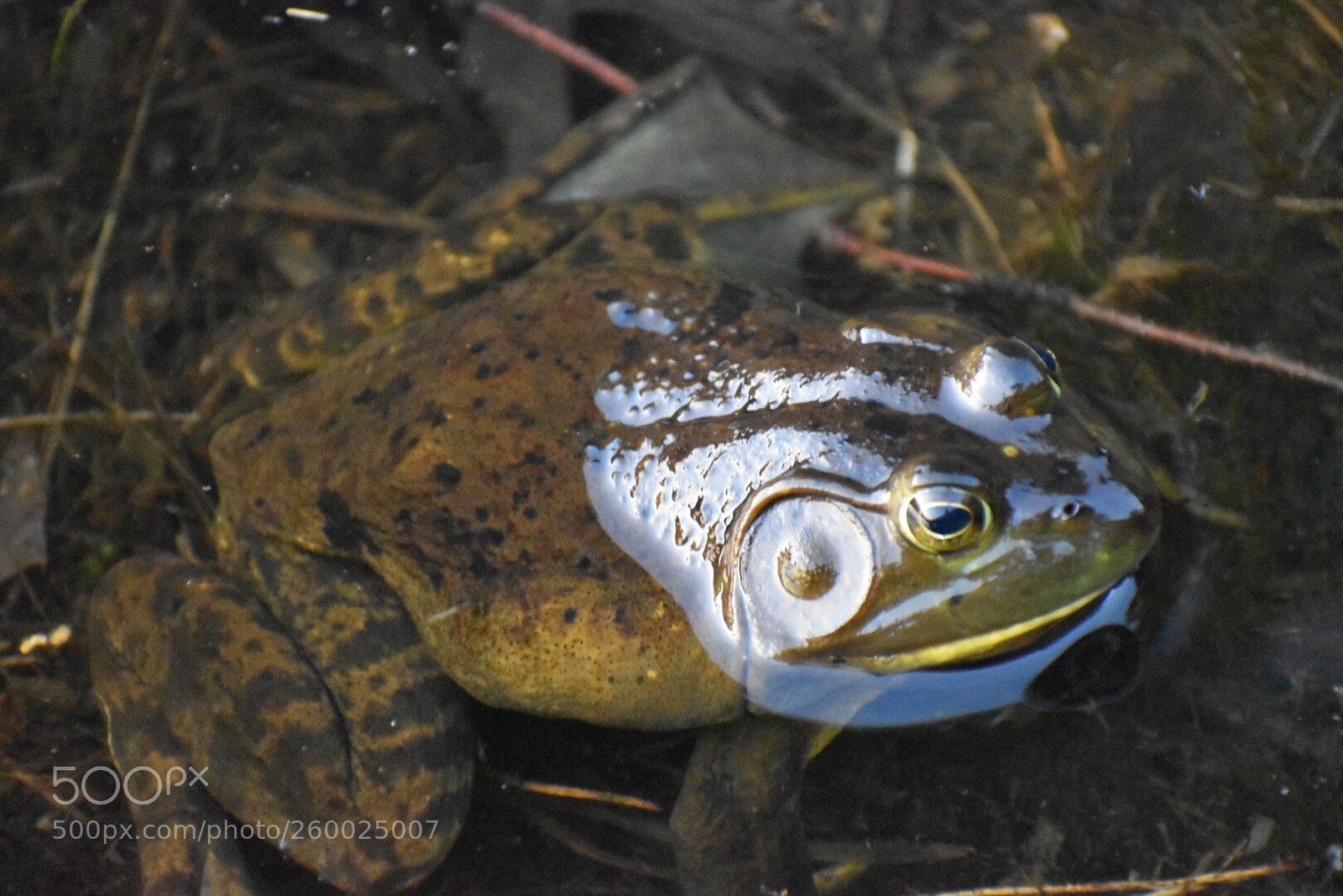 Nikon D5500 sample photo. Bullfrog photography