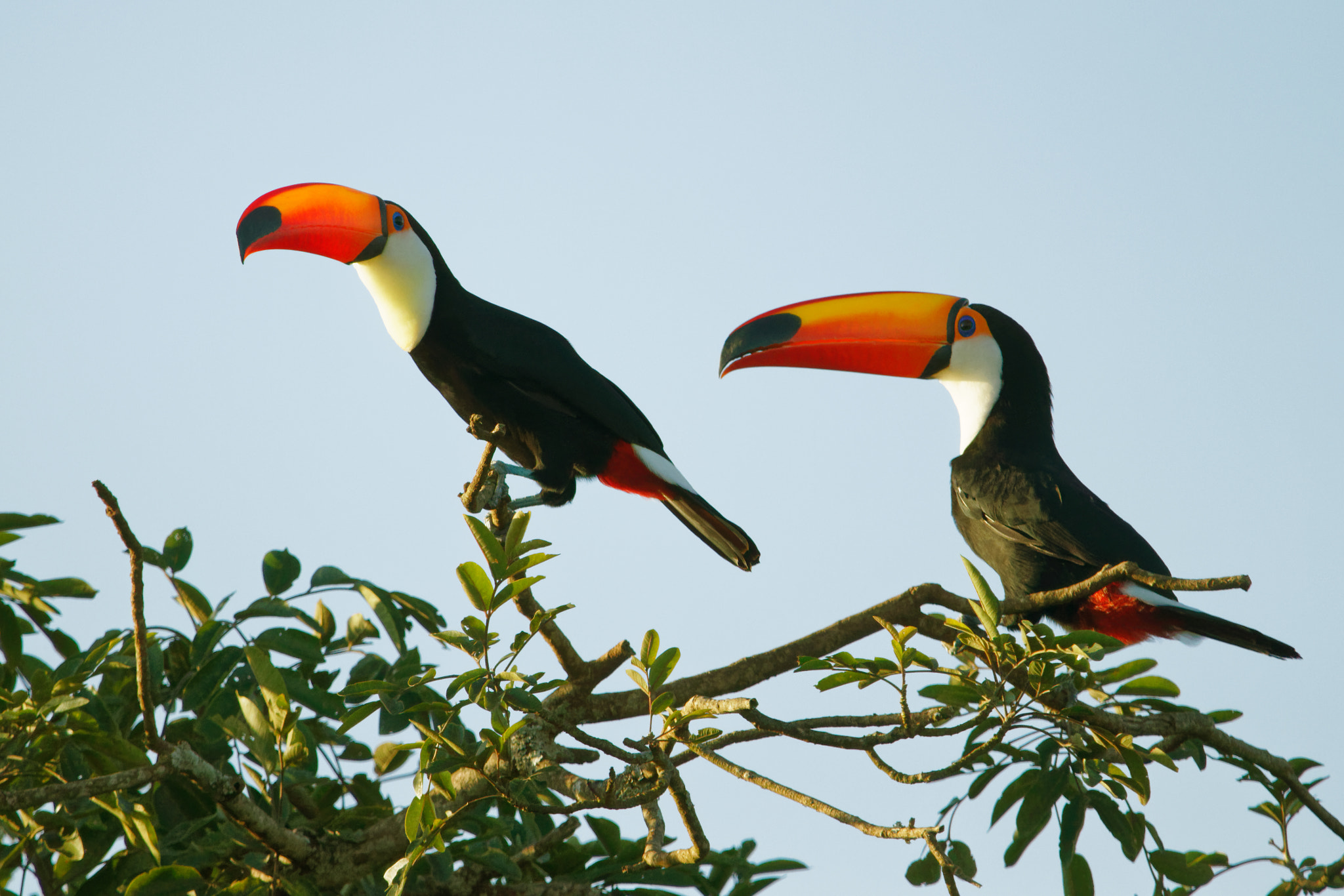 Sigma 150-600mm F5-6.3 DG OS HSM | C sample photo. Toucans photography