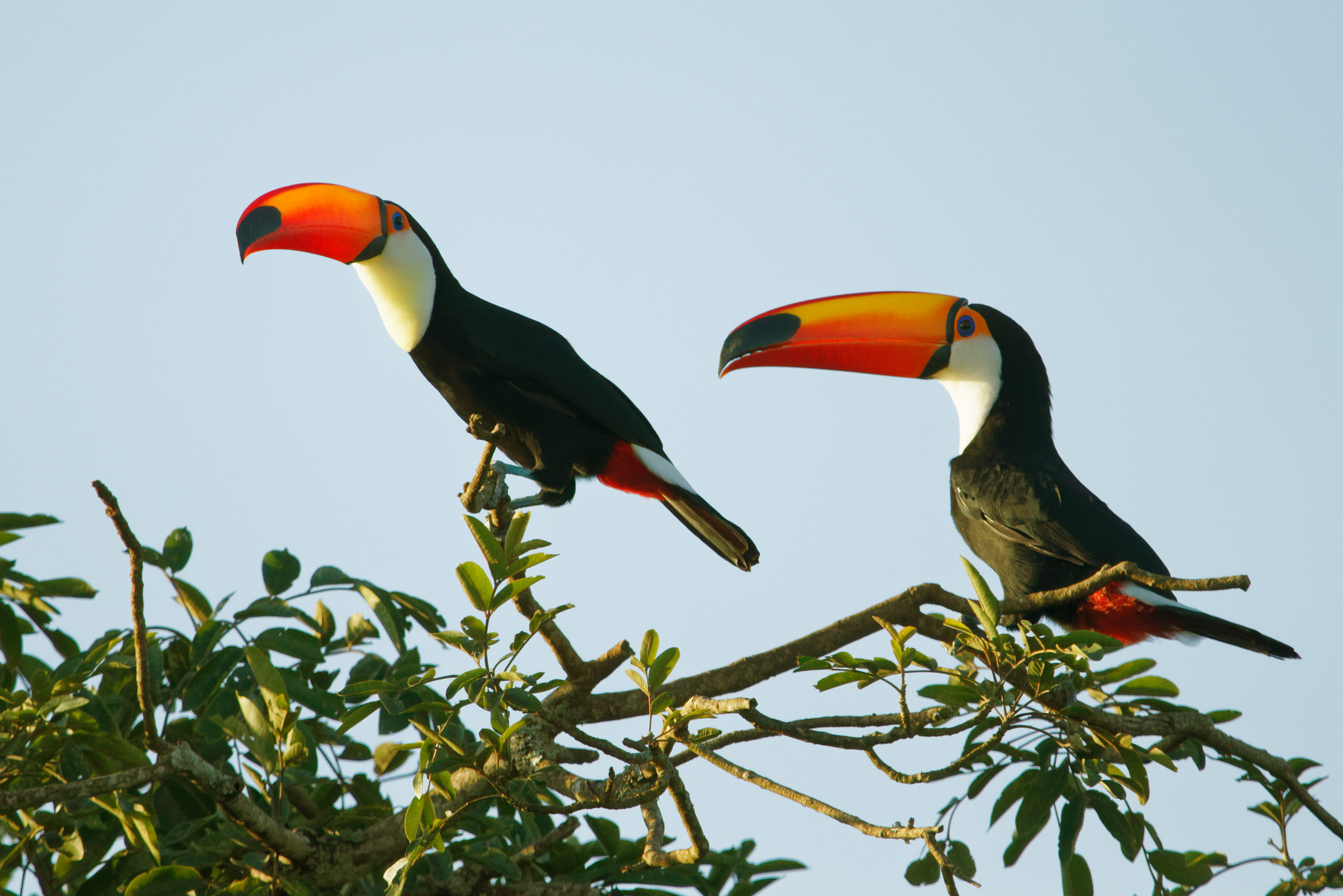 Sigma 150-600mm F5-6.3 DG OS HSM | C sample photo. Toucans photography