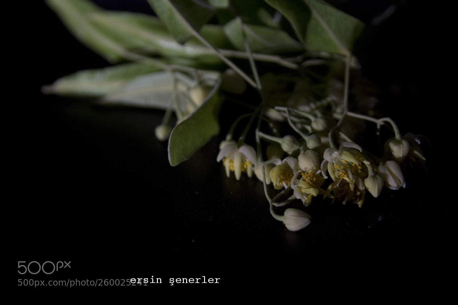 Canon EOS 60D sample photo. Linden blossom photography