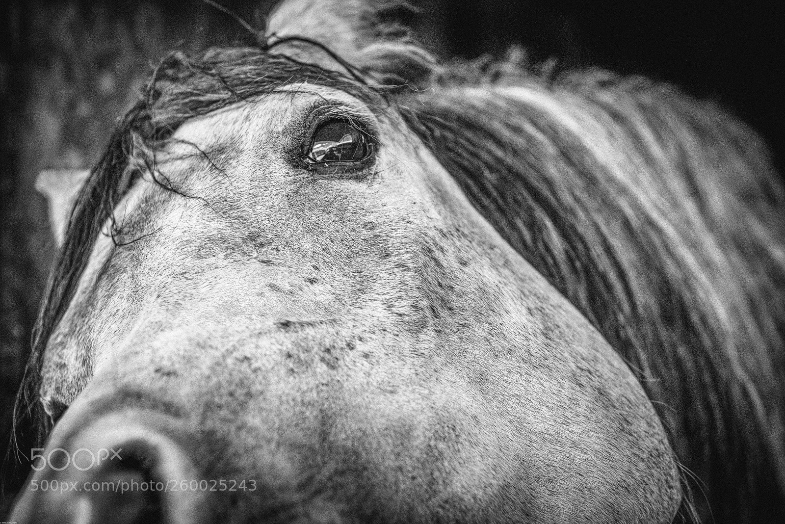 Nikon D810 sample photo. Untitled photography