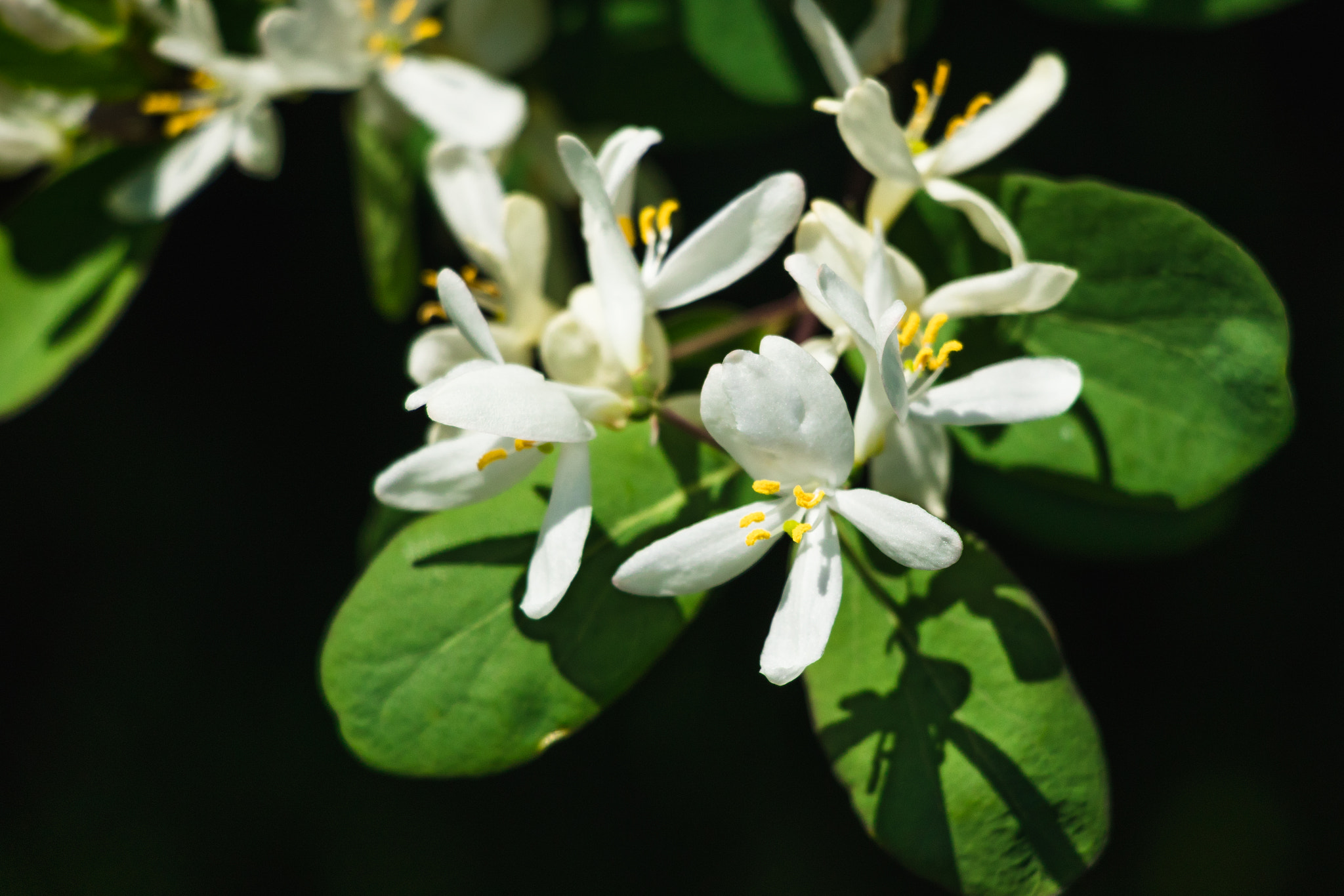 Canon EOS 800D (EOS Rebel T7i / EOS Kiss X9i) sample photo. Amelenchier white flowers photography