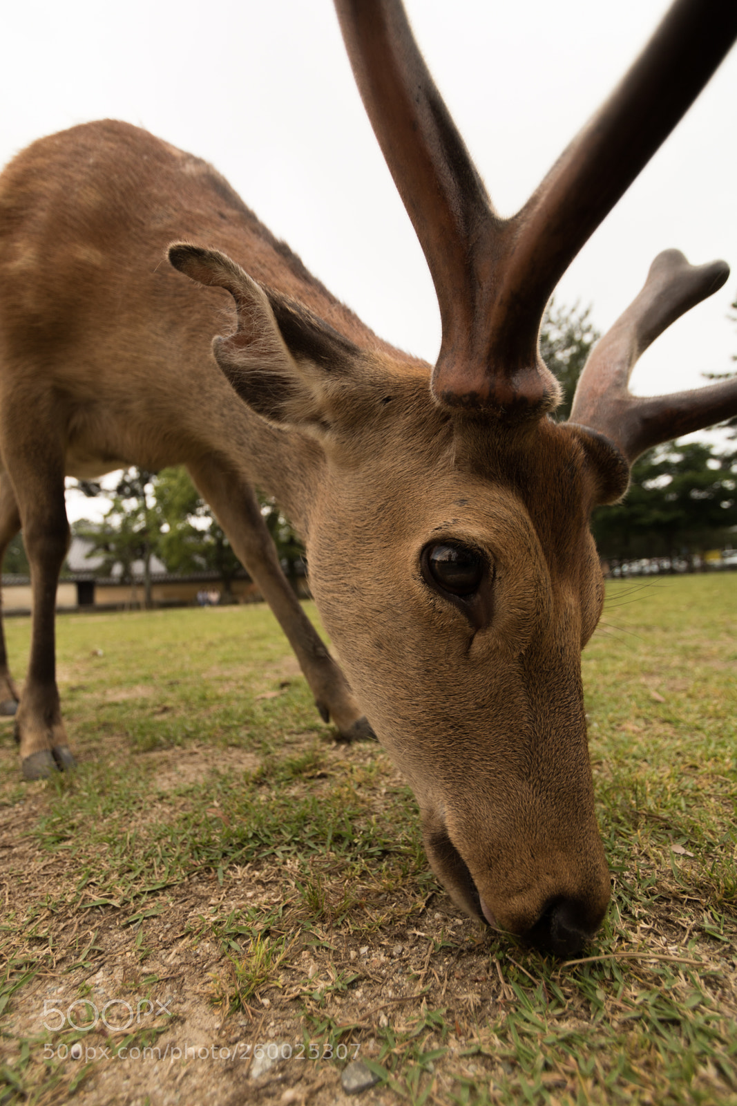 Canon EOS 750D (EOS Rebel T6i / EOS Kiss X8i) sample photo. Nara, japan photography