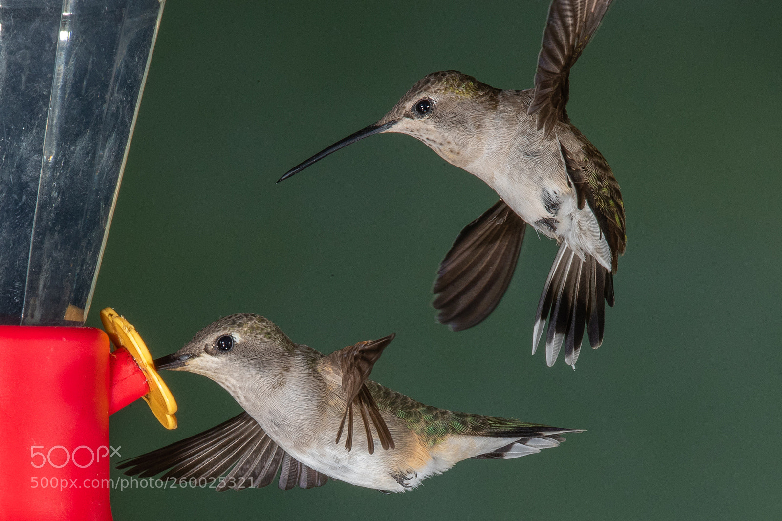 Canon EOS-1D X Mark II sample photo. Black-chinned hummingbirds photography