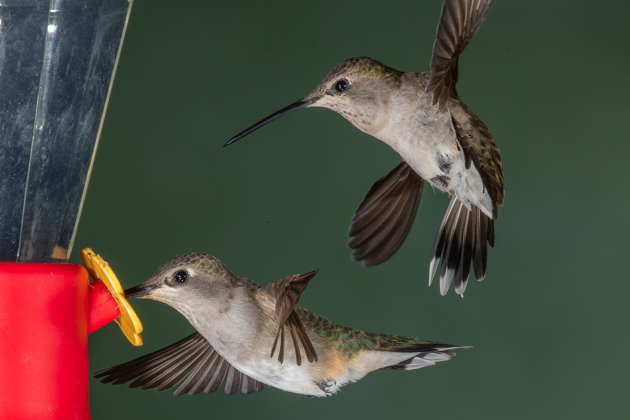 Black-chinned Hummingbirds