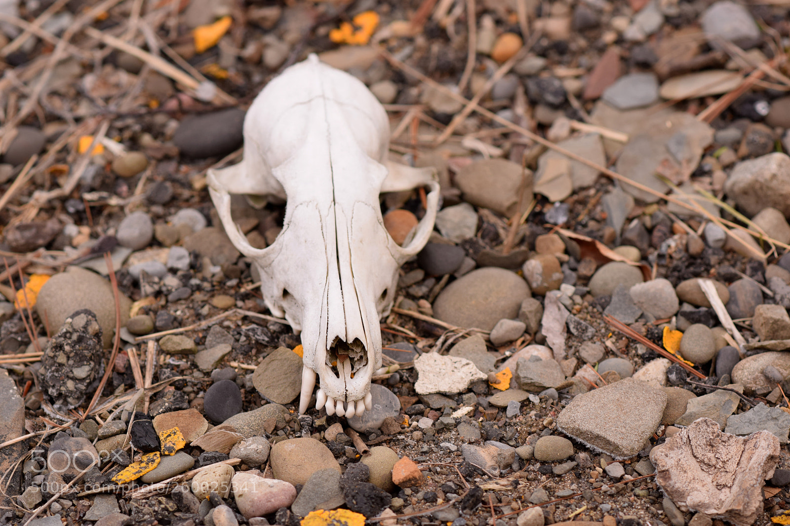 Nikon D5300 sample photo. Bleached animal skull on photography