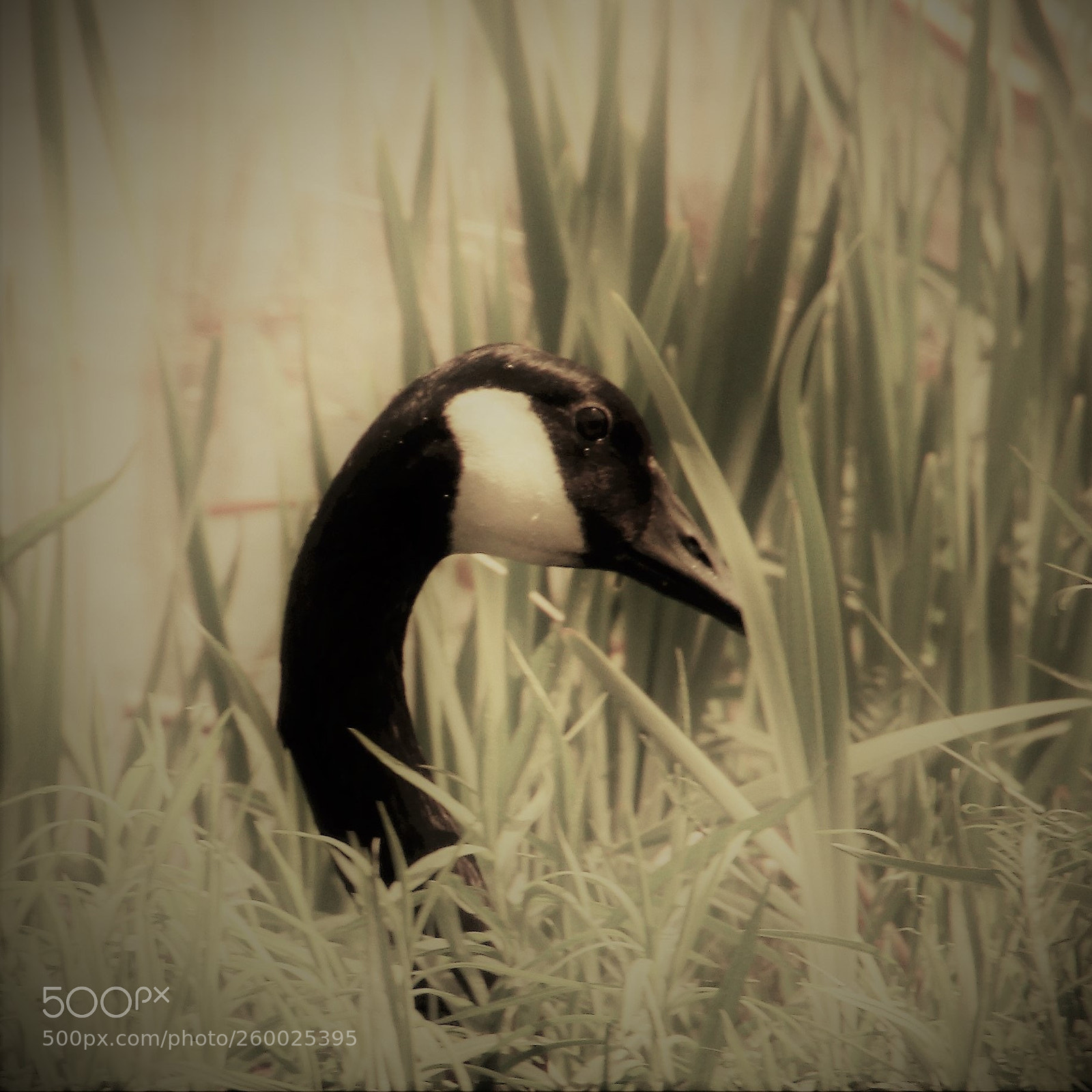 Canon EOS 7D sample photo. Goose portrait photography