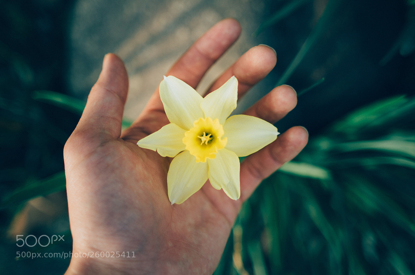 Nikon D7000 sample photo. Narcissue photography