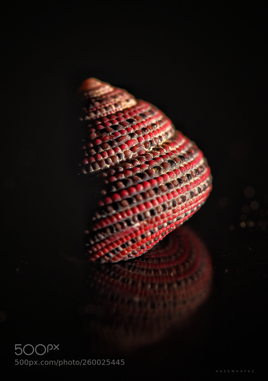 Nikon D810 sample photo. Amazing seashells photography
