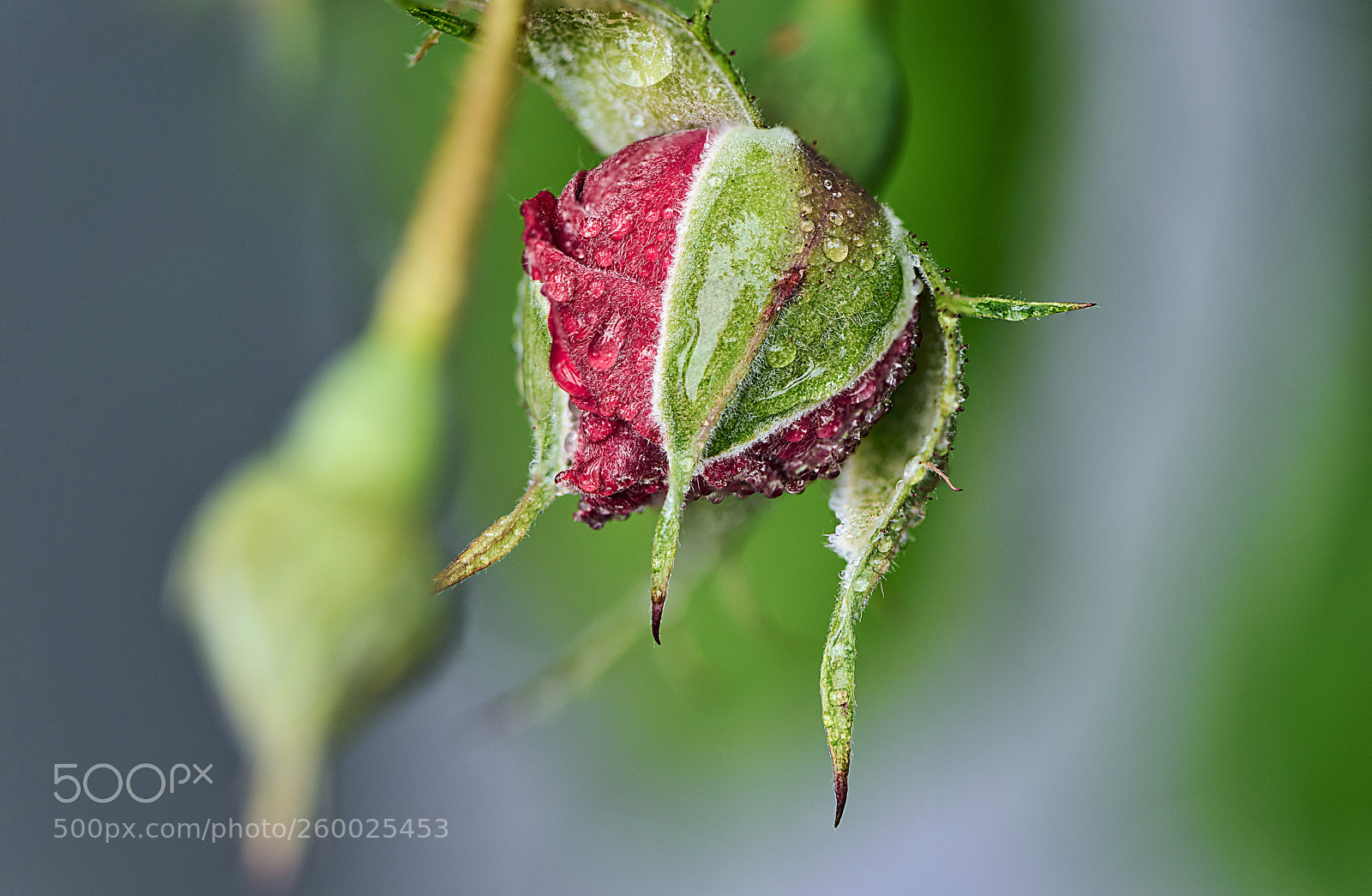 Nikon D810 sample photo. Capullo de rosa photography