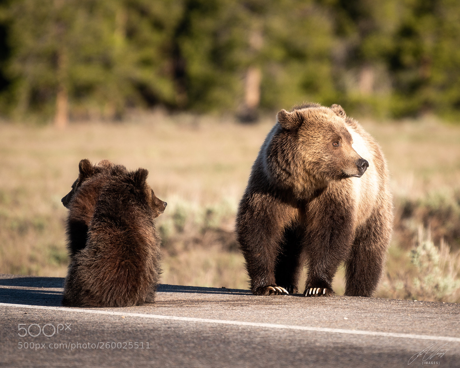 Nikon D750 sample photo. Blondie & cubs photography