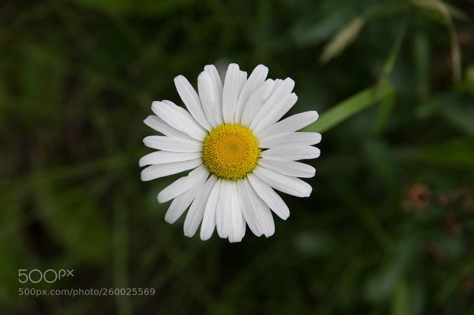 Pentax K-70 sample photo. Hana - minh photography