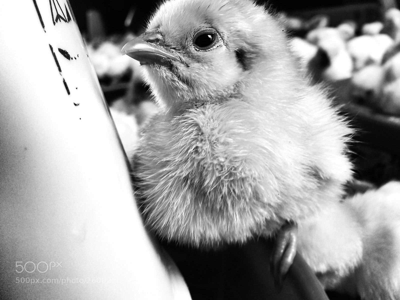 Samsung Galaxy Note2 sample photo. Gazing photography