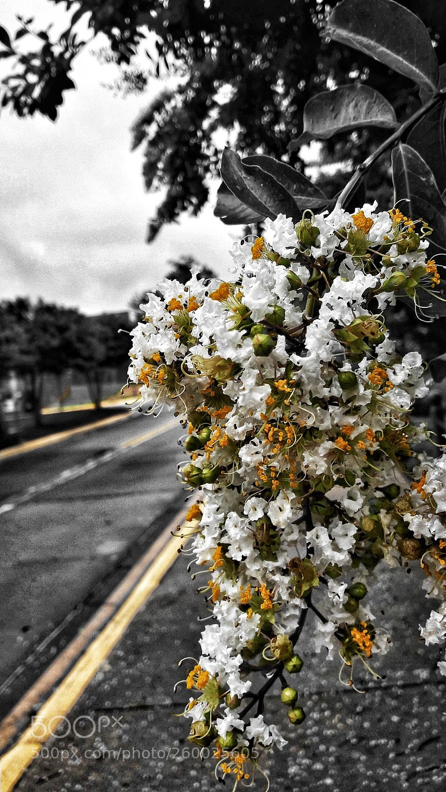 Samsung Galaxy A5(2016) sample photo. Colours in rain photography