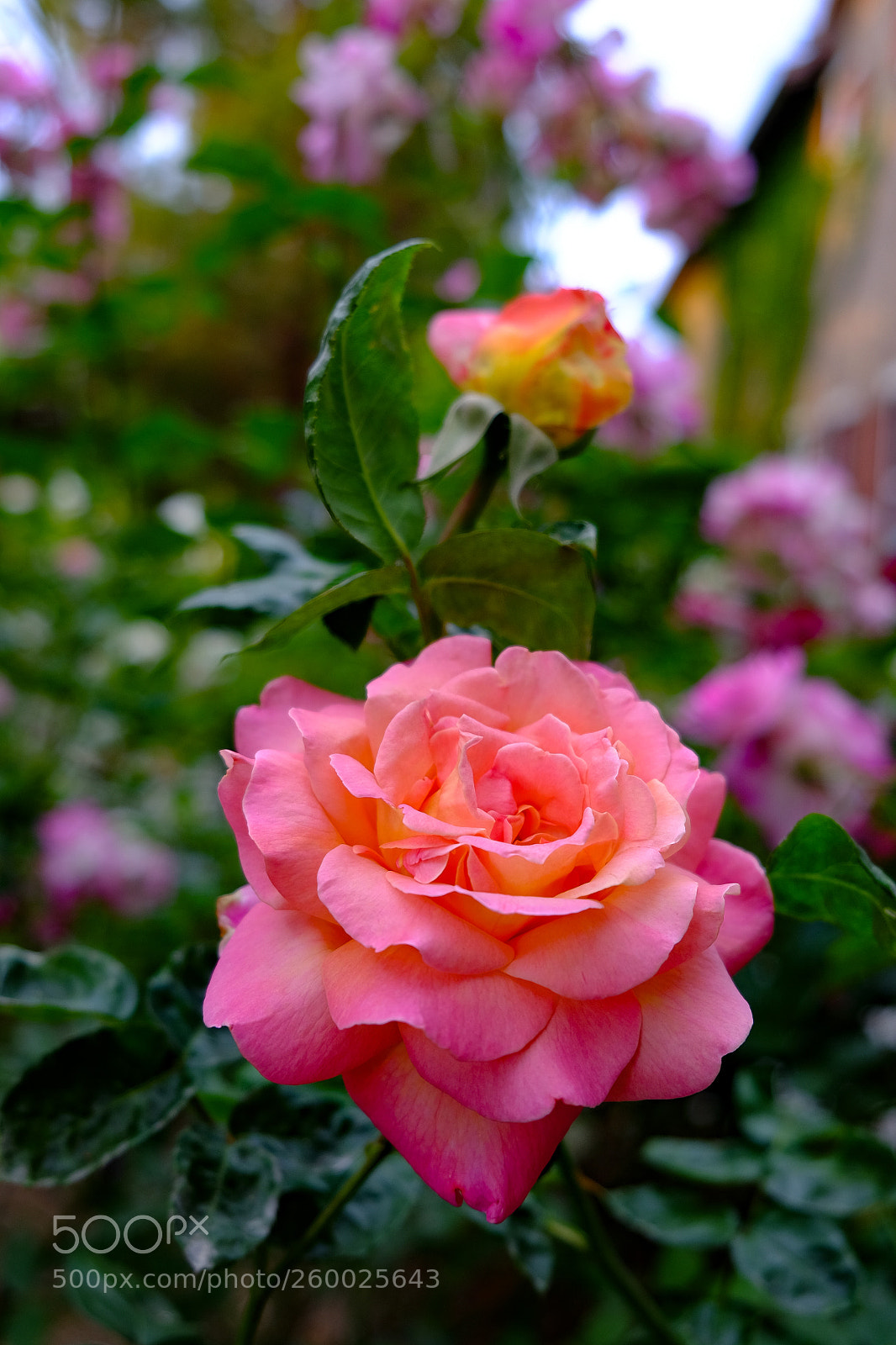 Fujifilm X-T10 sample photo. King of roses photography