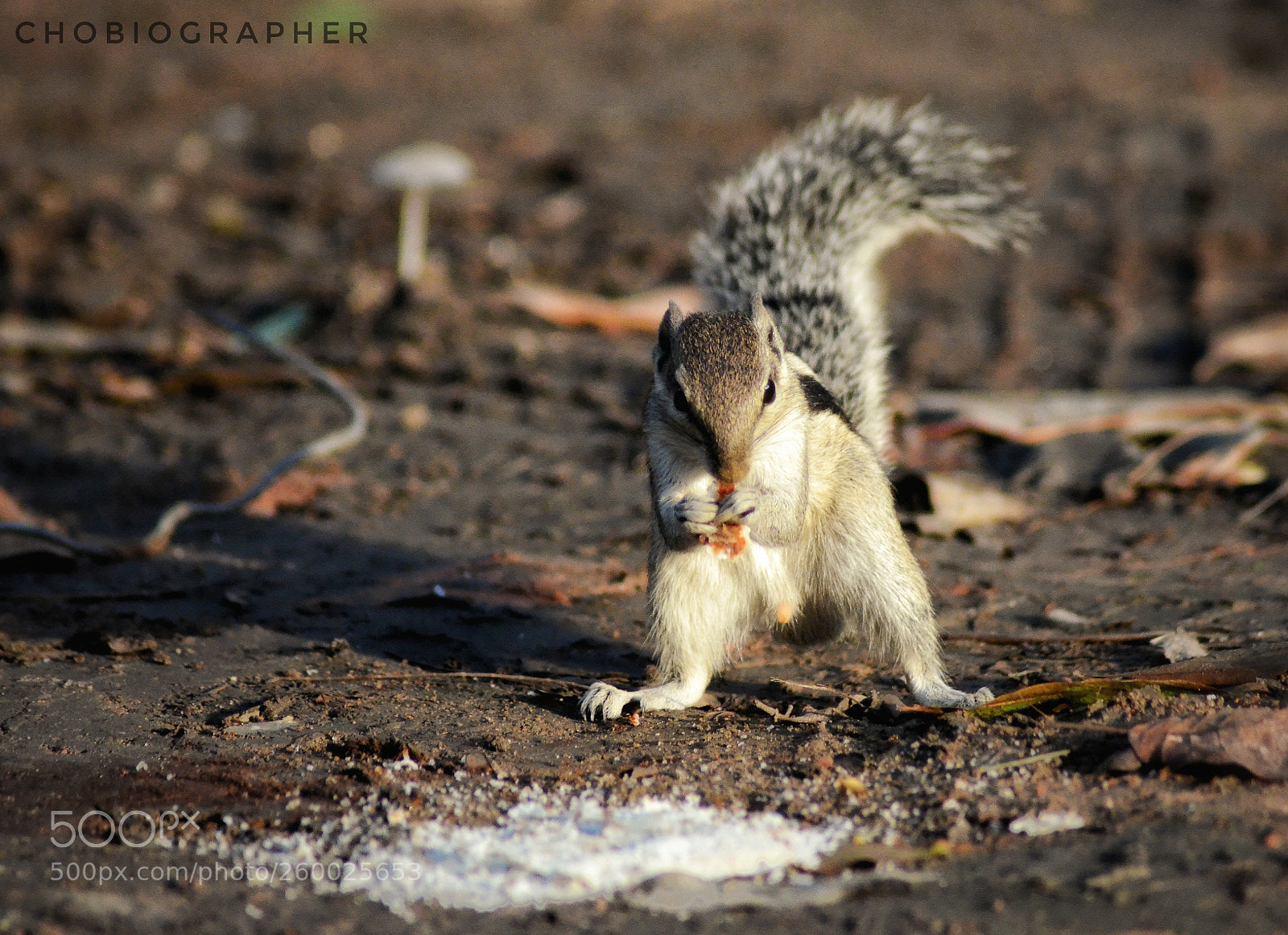 Nikon D7000 sample photo. Tasty treat photography