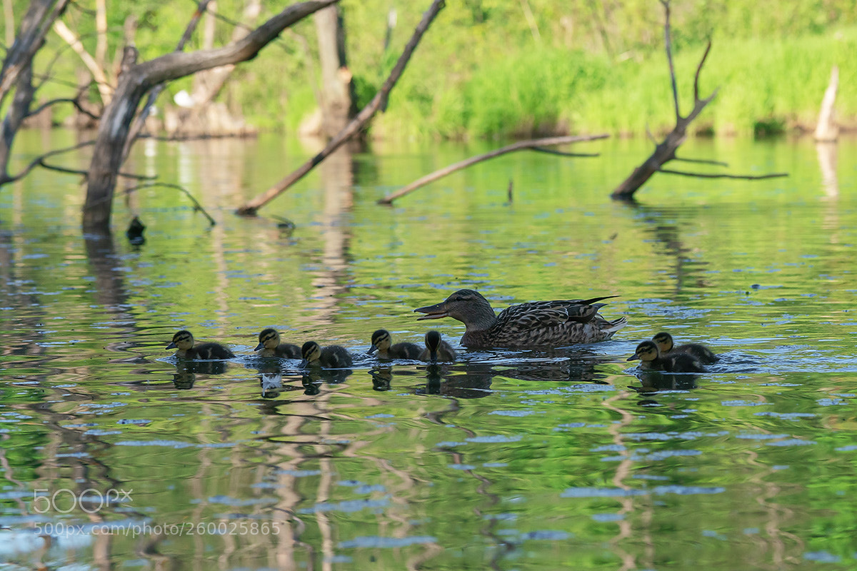 Sony a99 II sample photo. 02603.jpg photography