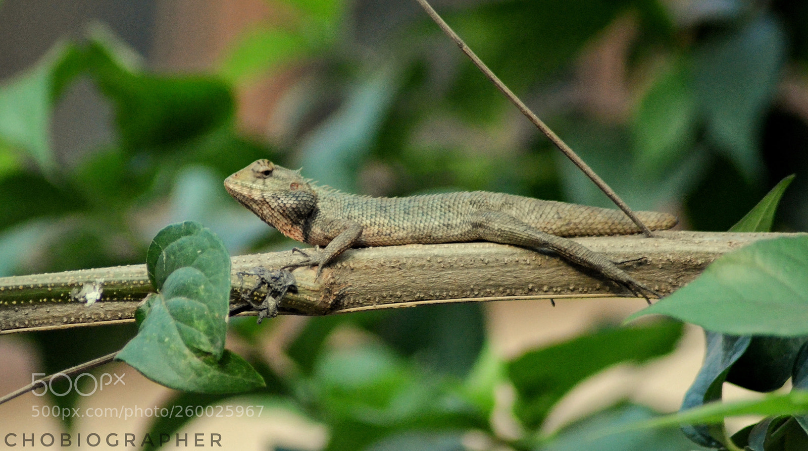 Nikon D7000 sample photo. Camouflaged photography