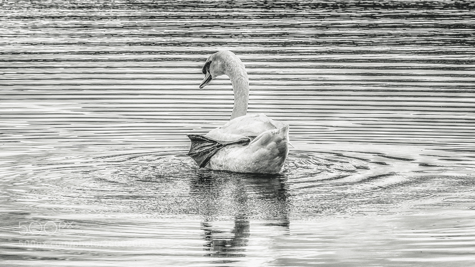 Nikon D810 sample photo. Graphic photography