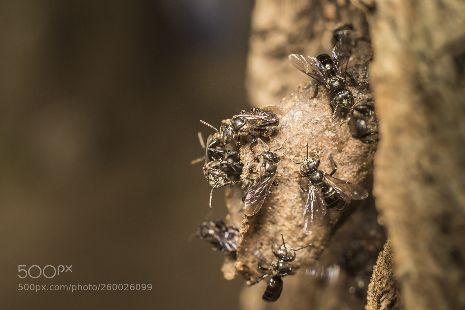 Canon EOS 7D Mark II sample photo. Untitled photography