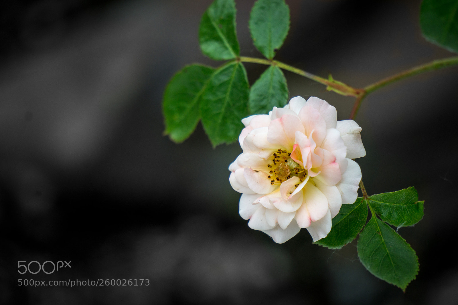 Sony a6000 sample photo. Alive photography