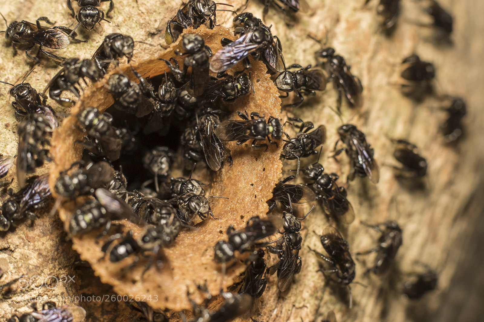 Canon EOS 7D Mark II sample photo. Untitled photography
