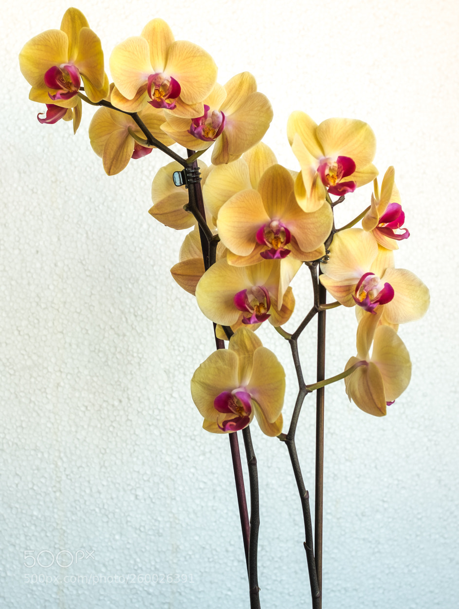 Fujifilm X100T sample photo. Tales of life (52) photography
